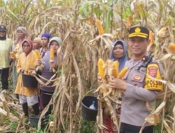 Polsek Rumpin Panen Jagung Hibrida di Lahan 5.000 Meter Persegi, Dukung Program Ketahanan Pangan Asta Cita