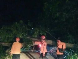 Gegara Angin Kencang, Pohon Tumbang Tutup Akses Jalan di Cibinong Bogor