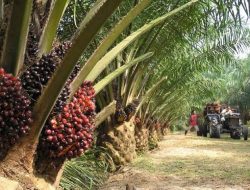 Biofuel Sawit Indonesia di Persimpangan*: *Ambisi B60-B90 Berhadapan dengan Risiko Ekonomi dan Ekologi