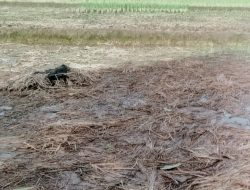 Permasalahan Lahan di Klapanunggal Bogor Disorot, 8 Hektare Sawah Warga Desa Lulut Terdampak Banjir dan Penurunan Tanah